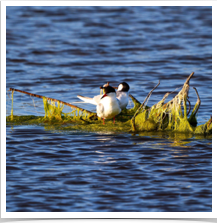 Common Tern - Rafting